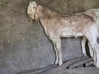 عنزة, Beetal goats — الصورة 4