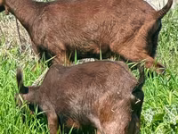 Ziegenbock, Ziegen — Foto 6