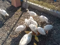 Ducks — الصورة 5