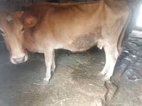 गाय, मवेशी — फ़ोटो 3