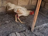 Chickens — फ़ोटो 6