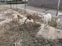 Ziege, Saanen goat — Foto 4