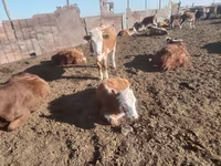 Kuh, Latvian Blue cattle — Foto 2