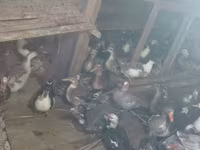 pato criollo doméstico — foto 3