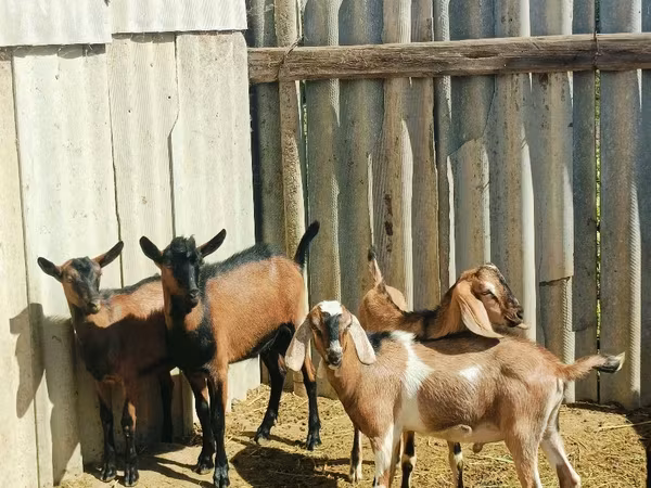 公山羊, Nubian Goat