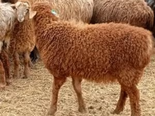 Edilbay sheep