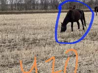 Stute, Horse breed — Foto 5