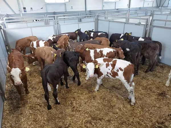 Kuh, Russian Black pied cattle