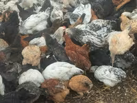 Chickens — foto 5