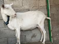 Goat, Saanen goat — photo 3