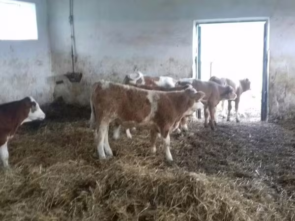 Бұқа, Simmental cattle