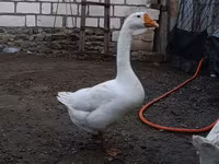 Geese — 3-rasm