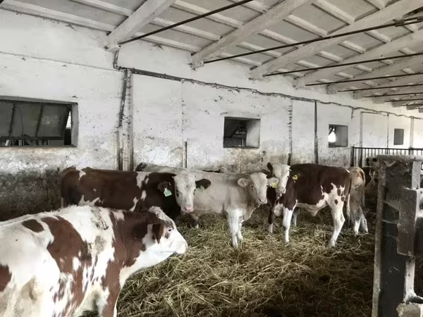 公牛, Simmental cattle