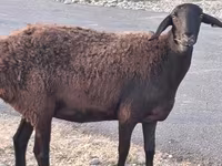 Widder, Hissar sheep — Foto 1