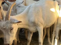 Ziege, Saanen goat — Foto 7