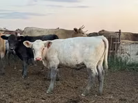 İribuynuzlu mal-qara (partiya, cinsi göstərilməyib), Swiss cattle — foto 1