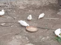 Ducks — Foto 5