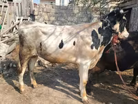 सांड, मवेशी — फ़ोटो 2