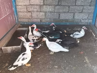 Ducks — 5-сурет