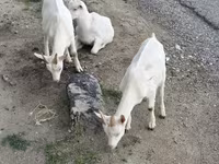 母山羊, Goats — 照片 4