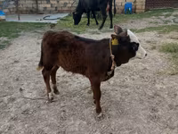 Сиыр, Simmental cattle — 1-сурет