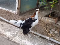 Japanisches Bantam — Foto 7