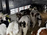 सांड, Simmental cattle — फ़ोटो 2