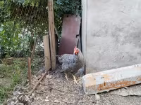 Chickens — 5-сурет