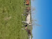 Yegua, Kazakh horse — foto 2