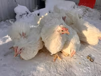 Chickens — 8-сурет