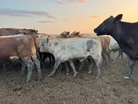 İribuynuzlu mal-qara (partiya, cinsi göstərilməyib), Swiss cattle — foto 5
