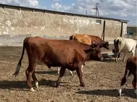 Bulle, Kasachische Weißkopfkuh — Foto 4