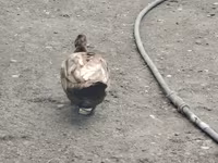 Chickens — foto 5