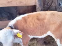 Cow, Cattle — photo 5
