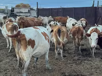 Cow, Simmental cattle — photo 1