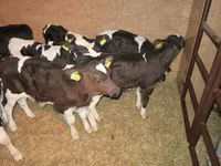 Bulle, Russian Black pied cattle — Foto 7