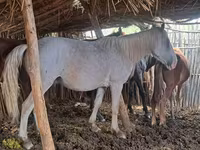 Caballo, Kazakh horse — foto 2