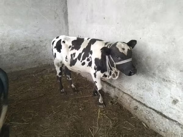 Bulle, Swiss cattle