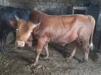 Toro, Ganado vacuno — foto 4