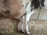 Rinder (Partie, Geschlecht nicht angegeben), Russian Black pied cattle — Foto 1