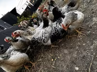 Chickens — 5-сурет