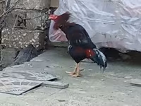 Chickens — Foto 3