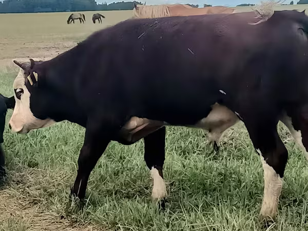 Toro, Hereford