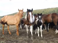 Pferde (Partie, Geschlecht nicht angegeben), Horse breed — Foto 7
