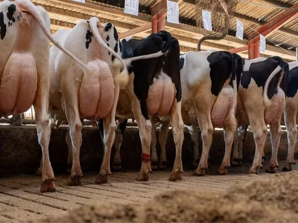 Rinder (Partie, Geschlecht nicht angegeben), Holstein-Rasse — Polen