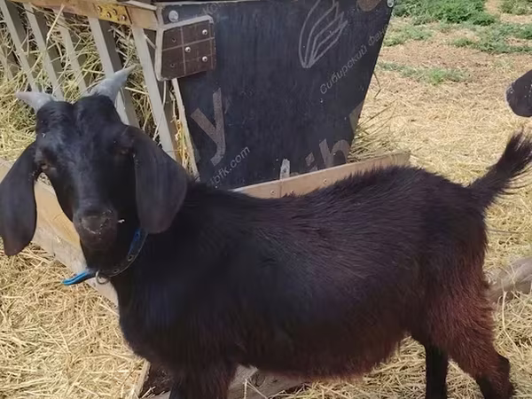 Ziegenbock, Saanen goat