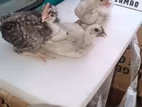 Chickens — 1-сурет