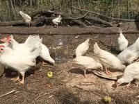 Leghorn — Foto 3
