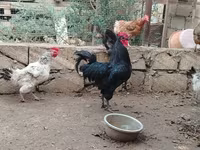 Chickens — الصورة 4