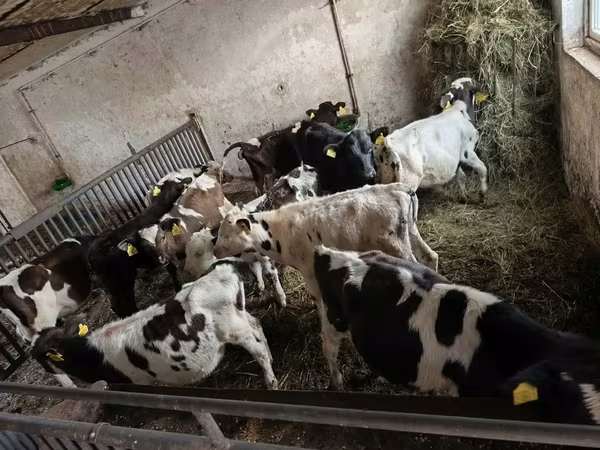 公牛, Holstein breed
